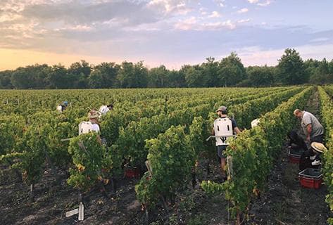 Château Haut-Bergey - 2