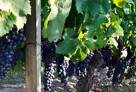 Château Haut-Bergey - 3