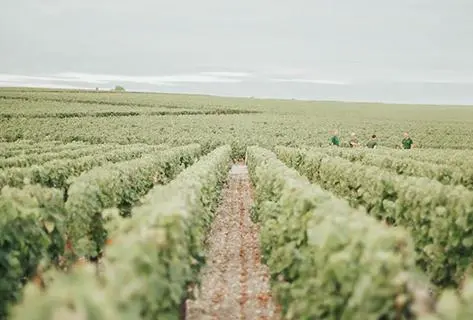 Château Haut Brion - 2