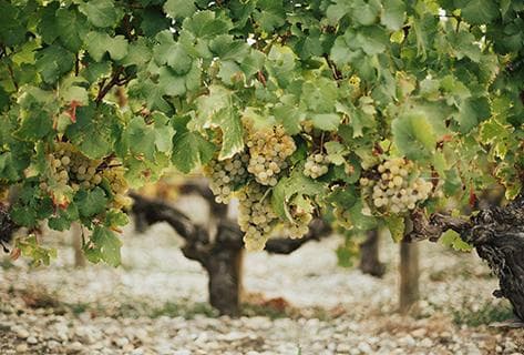 Château Haut Brion - 4
