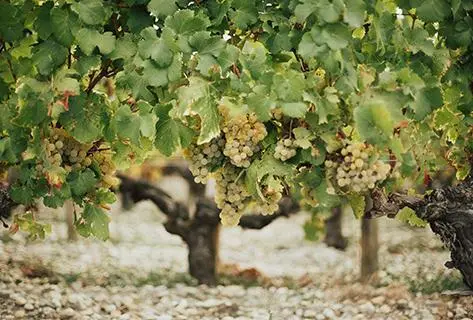 Château Haut Brion - 4