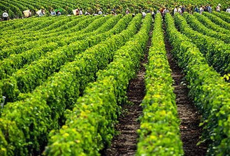 Château Haut Marbuzet - 3