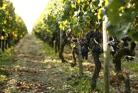 Château la Conseillante - 2