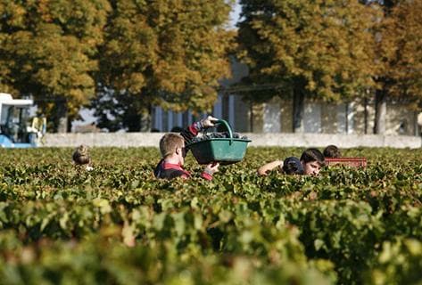 Château la Conseillante - 3