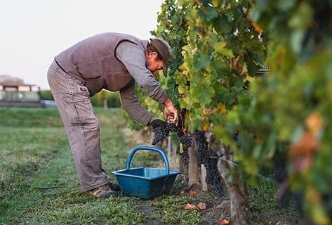 Château la Dominique - 2