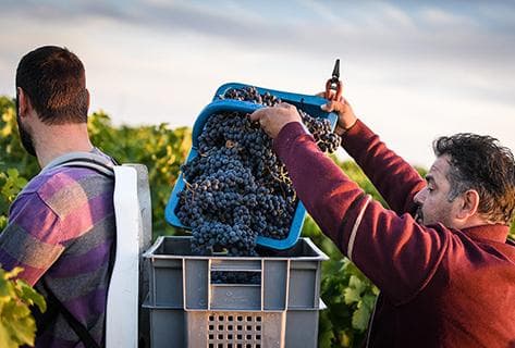 Château la Dominique - 4