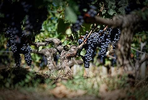 Château la Gaffelière - 4