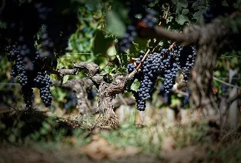 Château la Gaffelière - 4