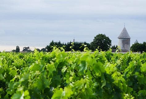 Photo du domaine partenaire Château La Lagune