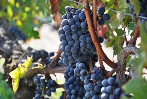 Château La Lagune - 2