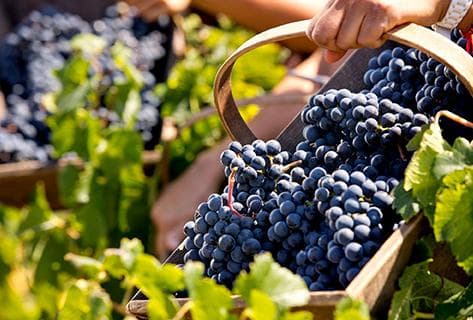 Château La Mission Haut-Brion - 2
