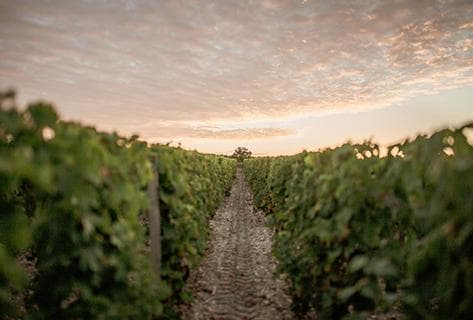 Château La Mission Haut-Brion - 3