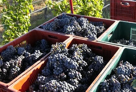 Château la Tour Figeac - 4