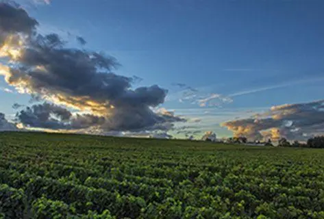 Château Lafite-Rothschild - 1
