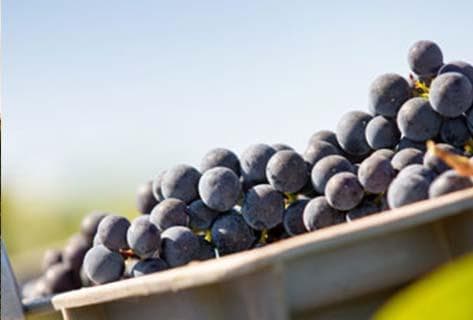 Château Lagrange - 3