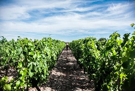 Château Lamothe Bergeron - 2