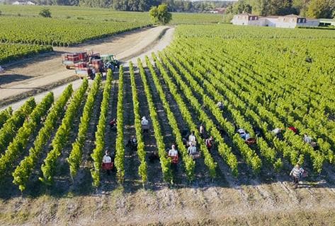 Château Larrivet Haut-Brion - 3