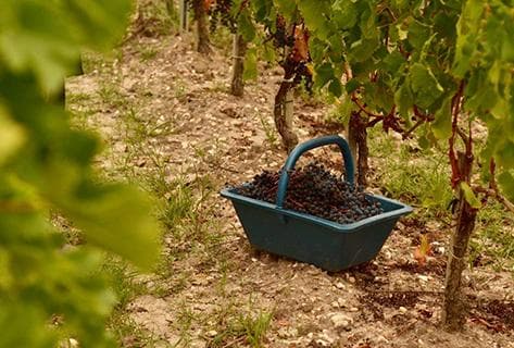 Château Larrivet Haut-Brion - 4