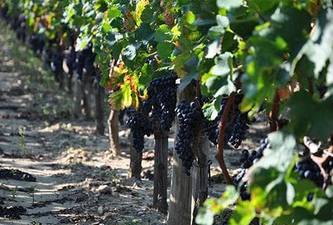 Château Latour à Pomerol - 1