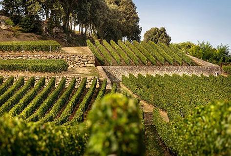 Château Latour à Pomerol - 2