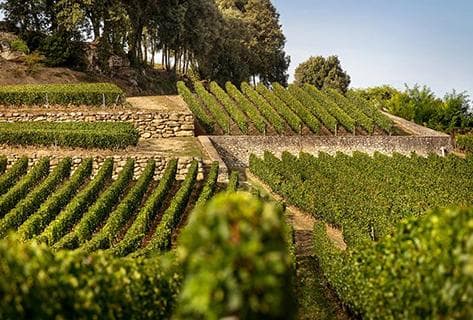 Château Latour à Pomerol - 2