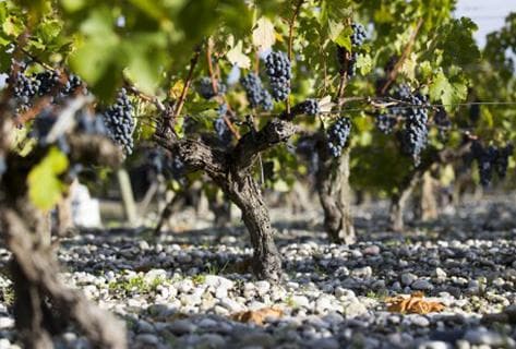 Château Latour-Martillac - 1