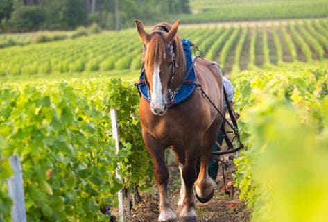 Château Latour-Martillac - 2