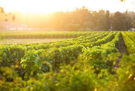 Château Latour-Martillac - 4