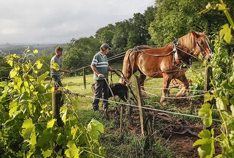 Château le Puy et Closerie Saint Roc - 1