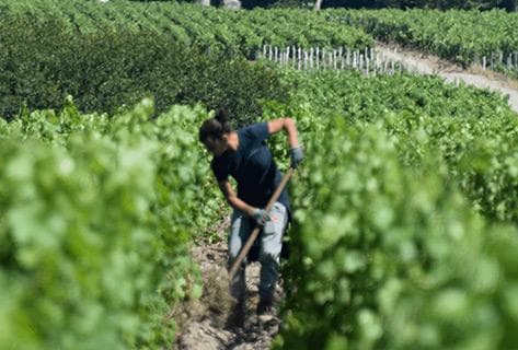 Château Léoville Poyferré - 1