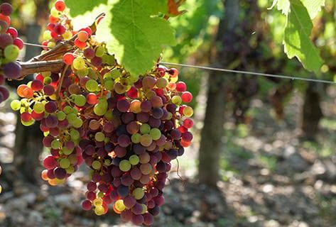 Château Léoville Poyferré - 2