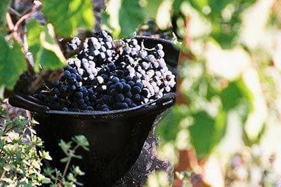 Château Lynch Bages - 4