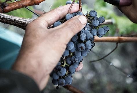 Château Lynch Moussas - 3