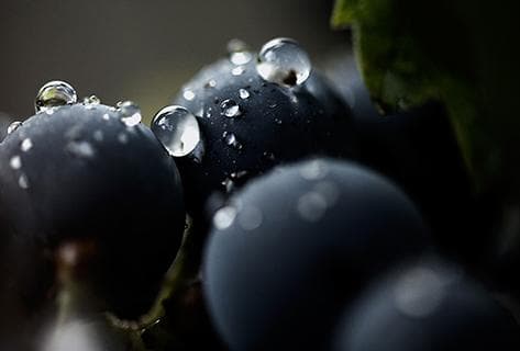 Château Lynch Moussas - 4