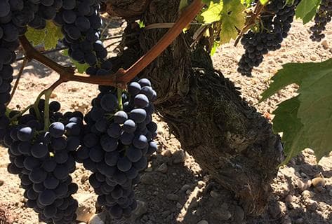 Château Magnan Figeac - 1