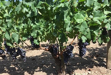 Château Magnan Figeac - 3