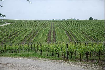 Foto della tenuta - Château Maison Blanche