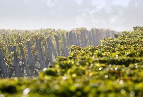 Château Malartic-Lagravière - 2