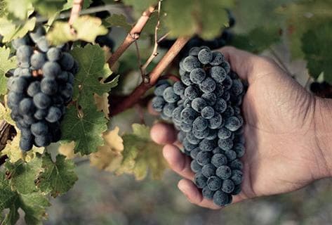 Château Malartic-Lagravière - 3