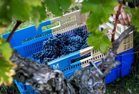 Château Malescasse - 3