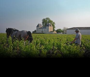 Château Margaux - 3