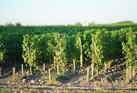 Château Marquis de Terme - 2