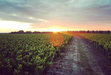 Château Marquis de Terme - 3