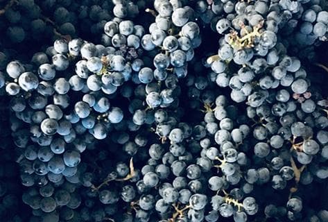 Château Monbrison - 3