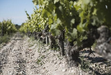 Château Monbrison - 4