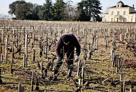 Château Montrose - 4