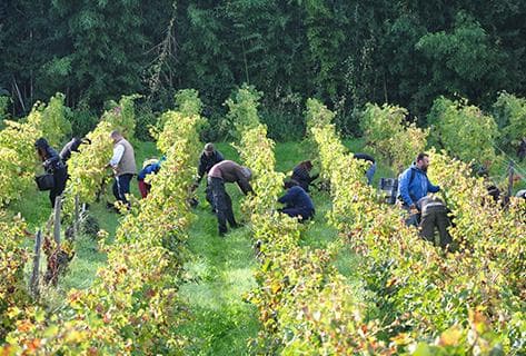 Château Moulin Pey-Labrie - 3