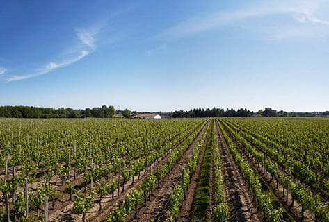 Château Moulinet - 2