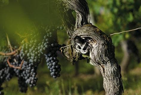 Château Moulinet - 3