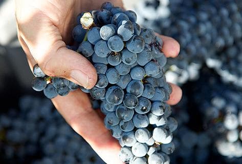 Château Mouton Rothschild - 1